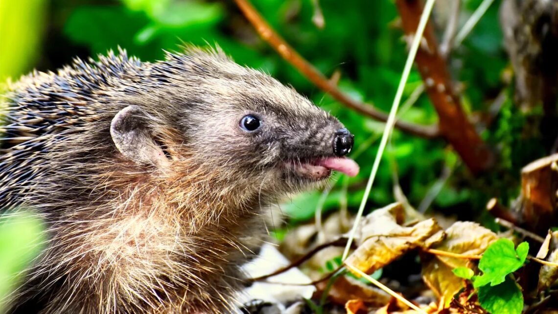 103 Wildlife Matters Guide to Help for Hedgehogs this Winter