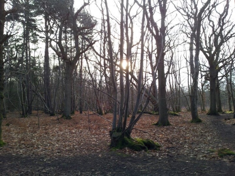 112 Fascinating Wild Plants You Can Find This Winter Part Two