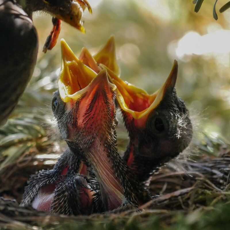 117 Early Birds – Why some Birds are nesting earlier in Britain