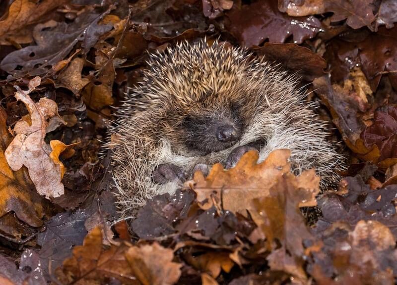 130 Wildlife Matters Guide to Hibernation