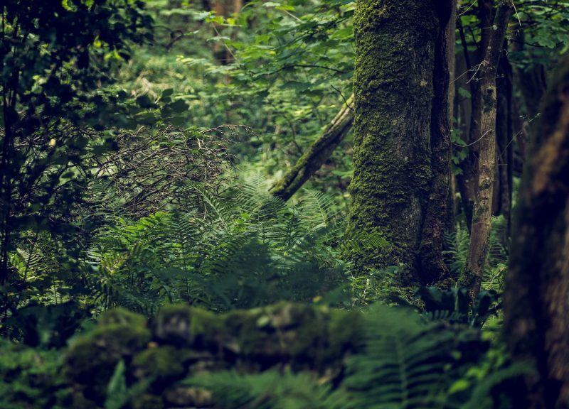 139 Beckley Wood – Wet Woodlands of the Weald
