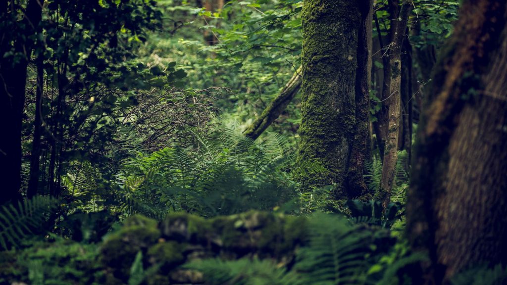 139 Beckley Wood – Wet Woodlands of the Weald