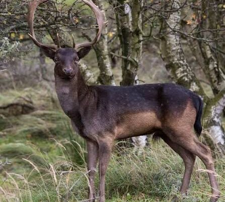 Dark Fallow Deer Epping Forest