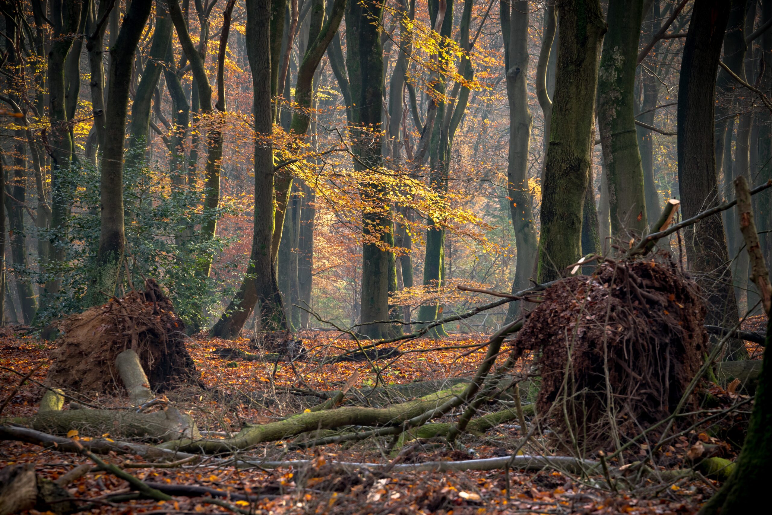 136 London’s Wildest Places – Epping Forest