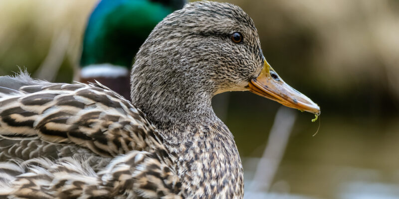 Mallard Ducks in Winter 