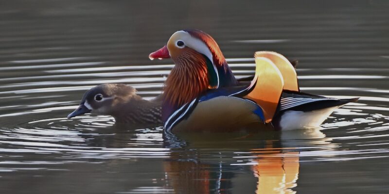 Mandarin Ducks in winter