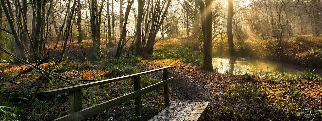 137 A Wild Winter Forage Walk in Wallis Wood