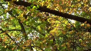 Wild Service Tree Epping Forest Wildlife Matters