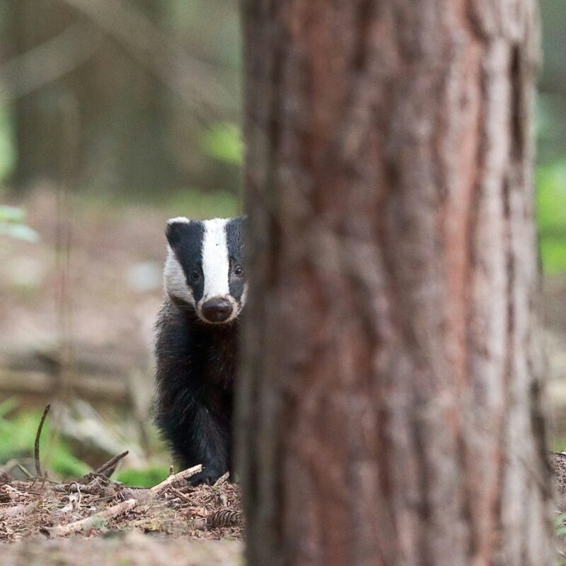140 All About Badgers – Badgers in Winter