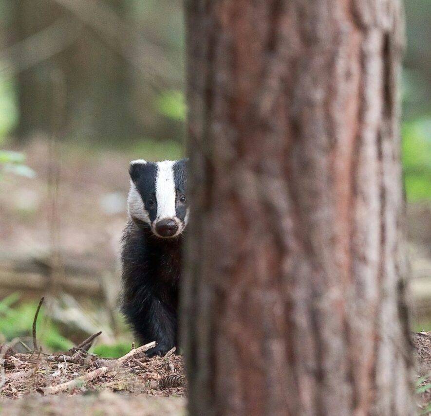 140 All About Badgers – Badgers in Winter