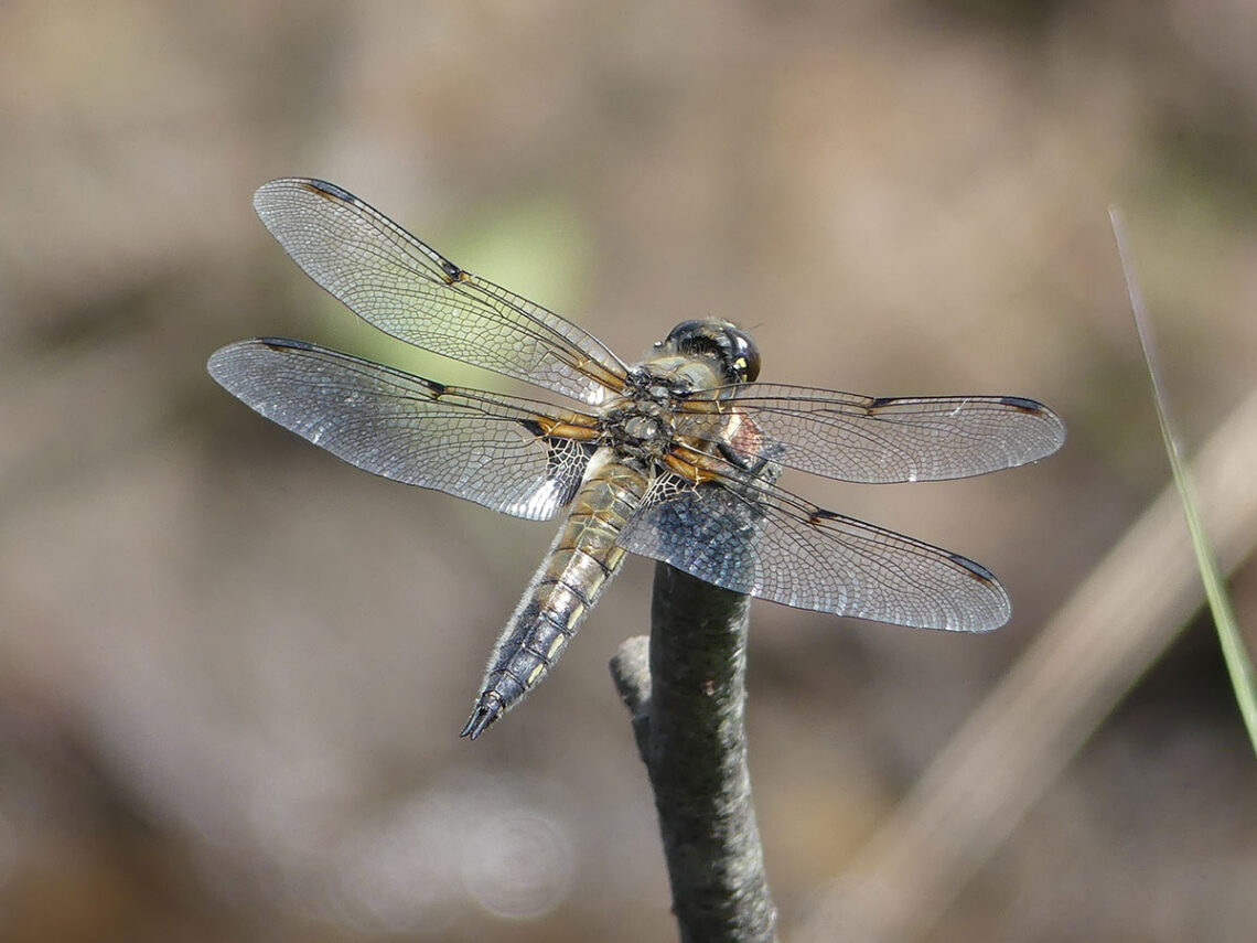 143 The Dazzling World of Dragonflies: Britain’s Ancient Aerial Acrobats