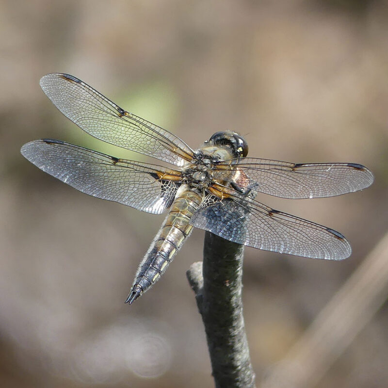 143 The Dazzling World of Dragonflies: Britain’s Ancient Aerial Acrobats
