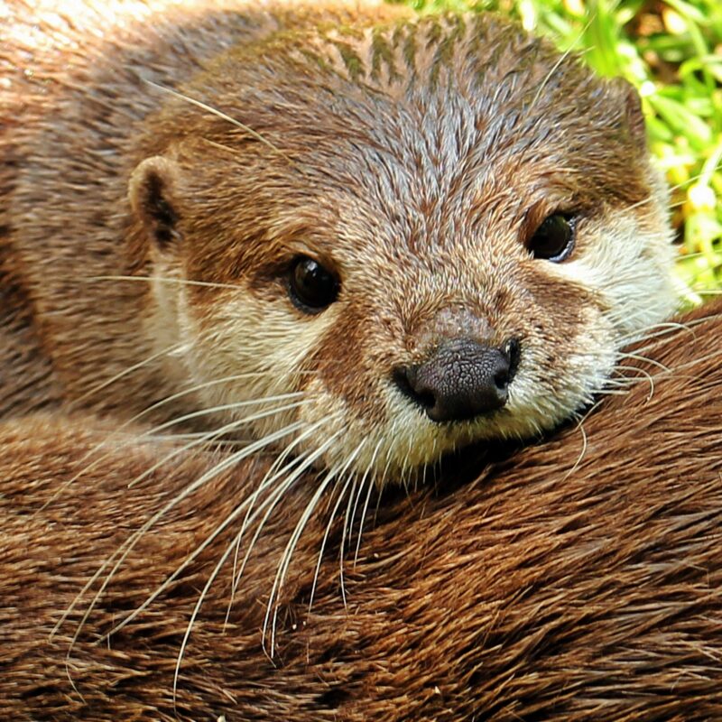 142 An Introduction to the Eurasian Otter