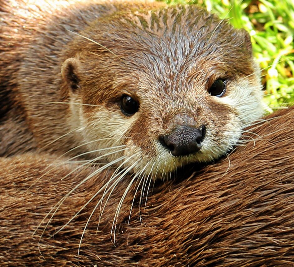 142 An Introduction to the Eurasian Otter